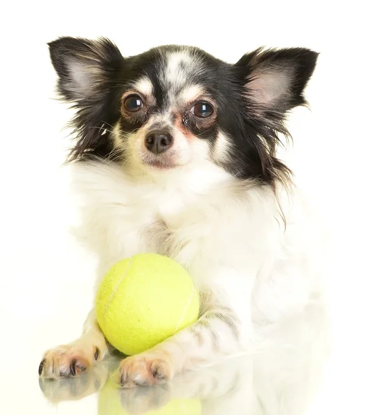 Chihuahua cão no fundo branco — Fotografia de Stock