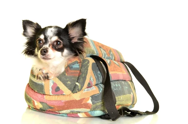 Seyahat çantası ile chihuahua beyaz arka plan önünde — Stok fotoğraf