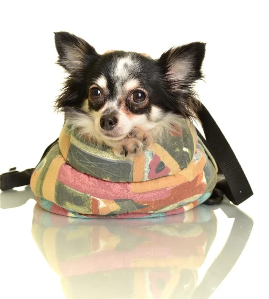 Travel bag with chihuahua in front of white background — Stock Photo, Image