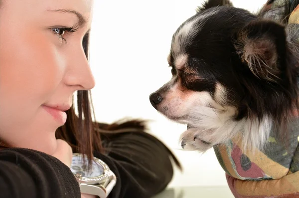 Дівчина позує в студії зі своїм маленьким собакою — стокове фото