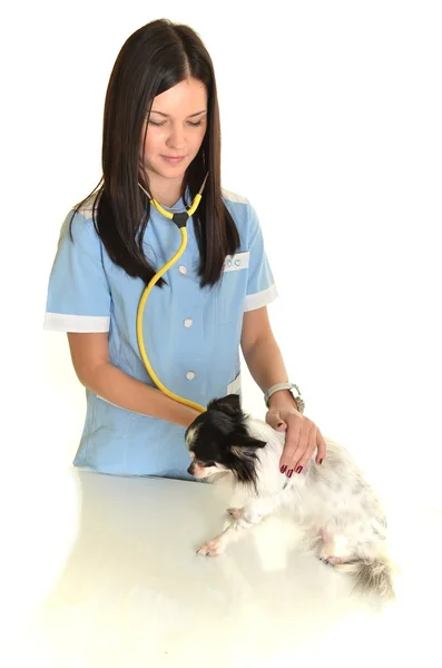 Assistente veterinario azienda animale domestico isolato su sfondo bianco . — Foto Stock