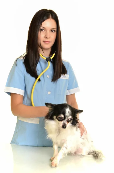 Veterinary assistant holding pet isolated on white background. — Stock Photo, Image