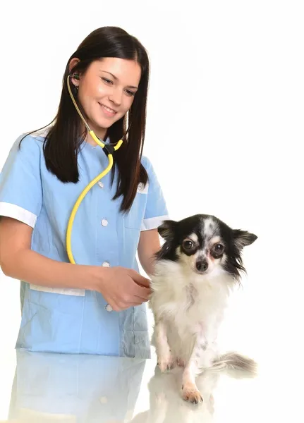 Imagem de estoque de veterinário fêmea com pequeno cão sobre fundo branco — Fotografia de Stock