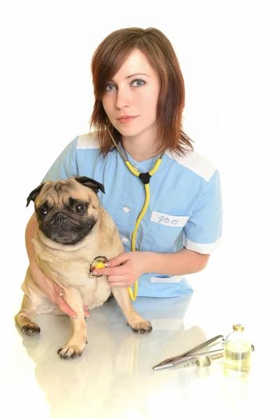 Medico veterinario con cane — Foto Stock