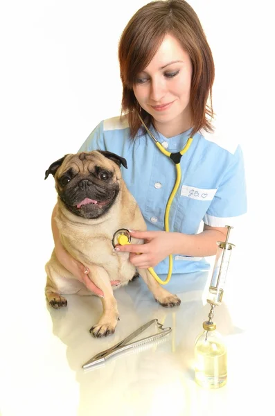 Ветеринарный врач с собакой — стоковое фото
