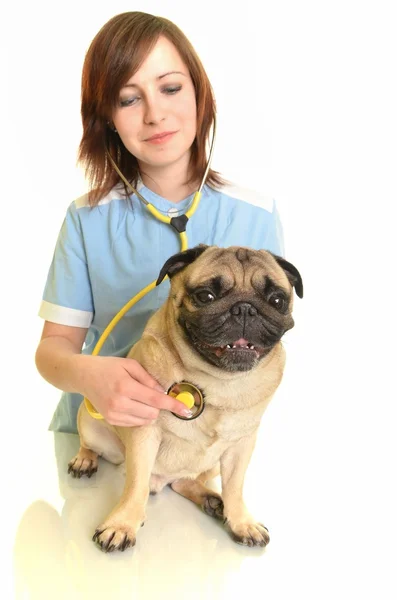 Veterinární lékař s psem — Stock fotografie