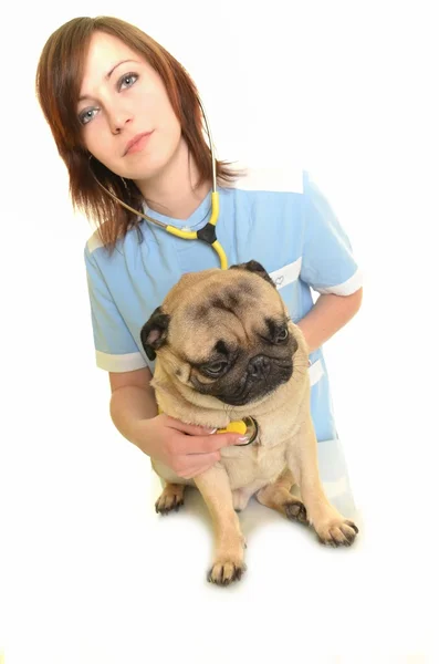 Veterinarian doctor with dog — Stock Photo, Image