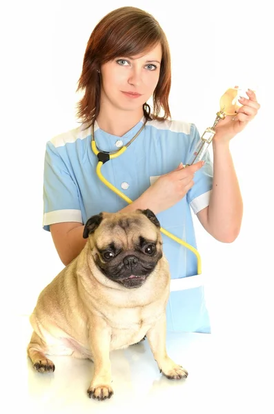 Dierenarts arts met hond — Stockfoto