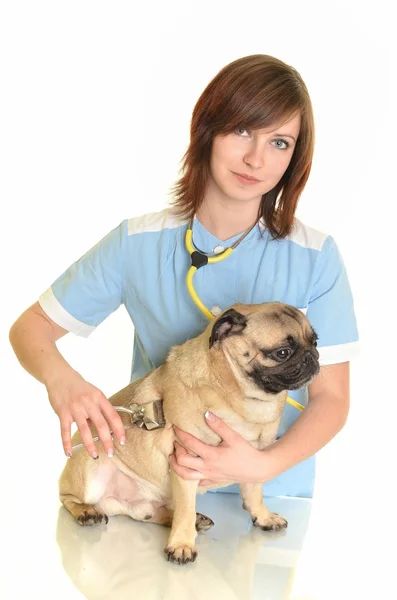 Médico veterinário com cão — Fotografia de Stock