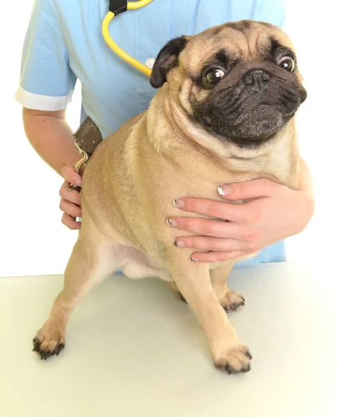 Médico veterinário com cão — Fotografia de Stock