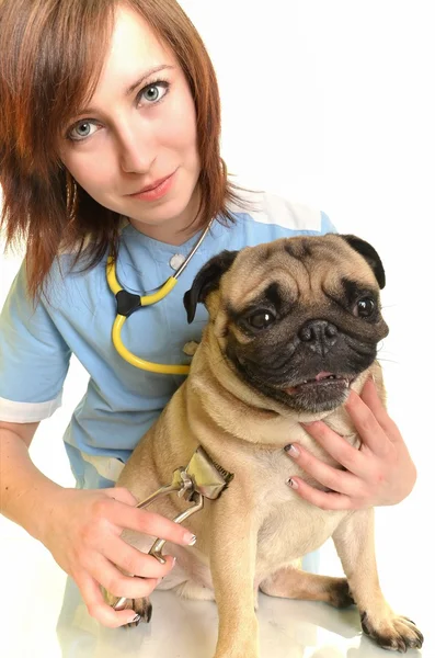 강아지와 수 의사 의사 — 스톡 사진