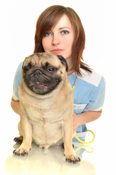Állatorvos doktor kutya — Stock Fotó