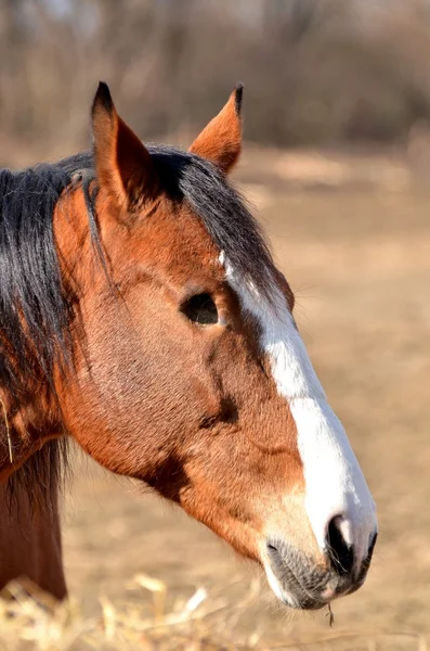 stock image Handicapped horse