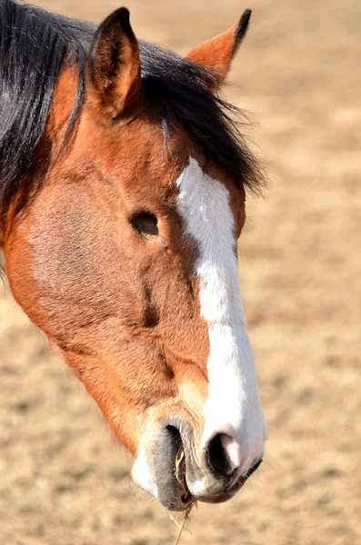 Cavalo deficiente — Fotografia de Stock