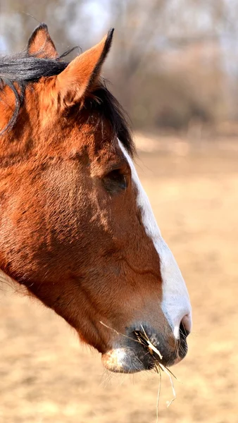 Cavalo deficiente — Fotografia de Stock