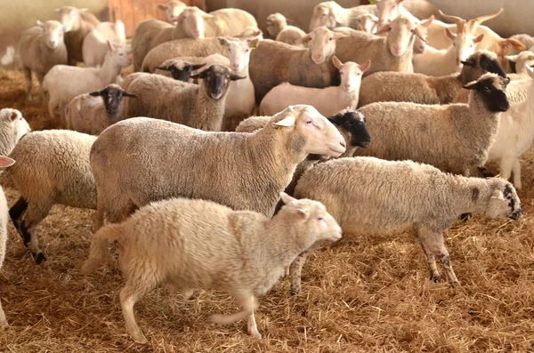 羊群 — 图库照片