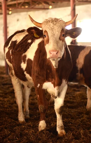 Vaca lechera —  Fotos de Stock