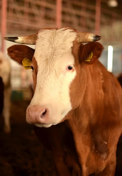 Vaca lechera —  Fotos de Stock