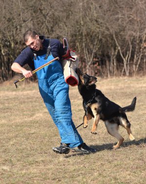 Alman kurdu - köpek köpek eğitim merkezi