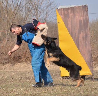 German shepherd - dog at a dog training center clipart