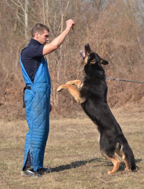 Alman kurdu - köpek köpek eğitim merkezi