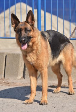 Alman çoban köpeği