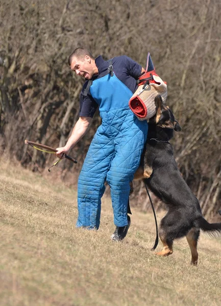 Pastor alemão - cão em um centro de treinamento de cão — Fotografia de Stock