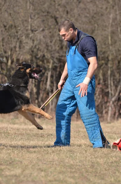 Pastor alemán - perro en un centro de entrenamiento para perros —  Fotos de Stock