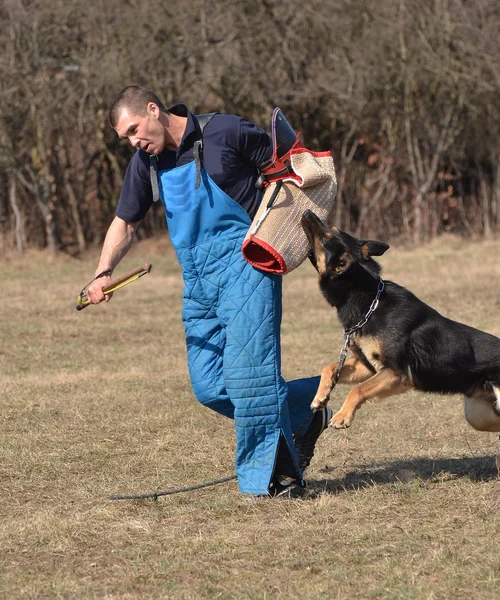 Pastor alemão - cão em um centro de treinamento de cão — Fotografia de Stock
