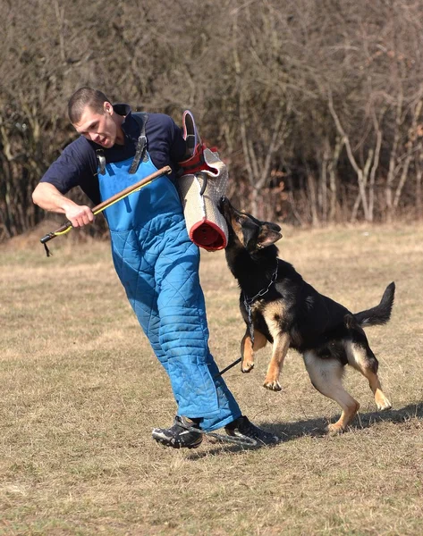 Pastore tedesco - cane in un centro di addestramento per cani — Foto Stock