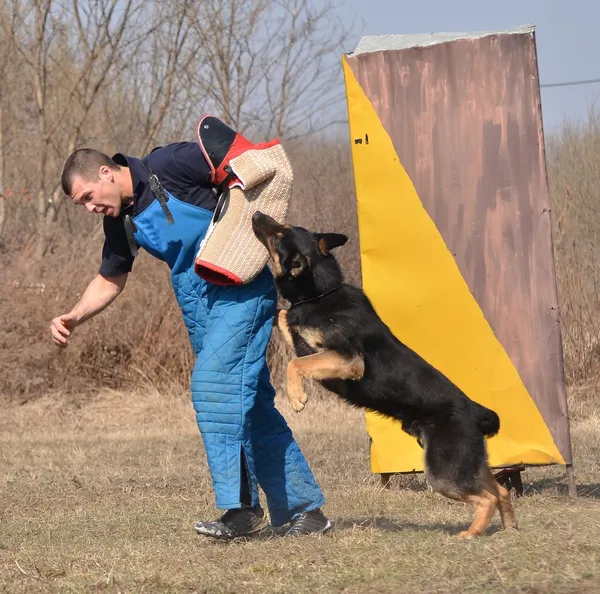 Schäfer - hund på en hund training center — Stockfoto