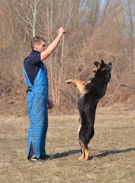 German shepherd - dog at a dog training center — Stock Photo, Image