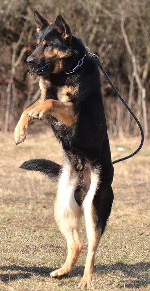 ドイツ シェパード犬犬トレーニング センター — ストック写真