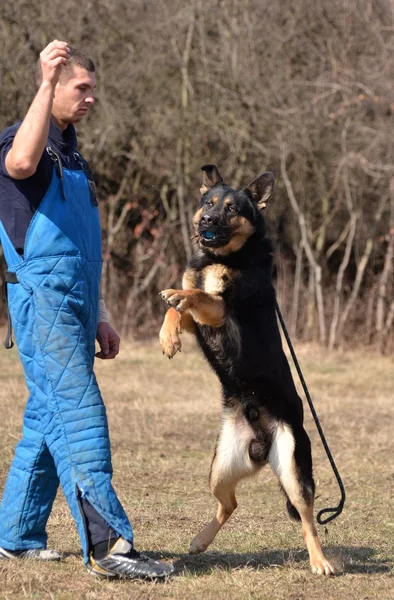 Owczarek niemiecki - pies w centrum szkolenia psów — Zdjęcie stockowe