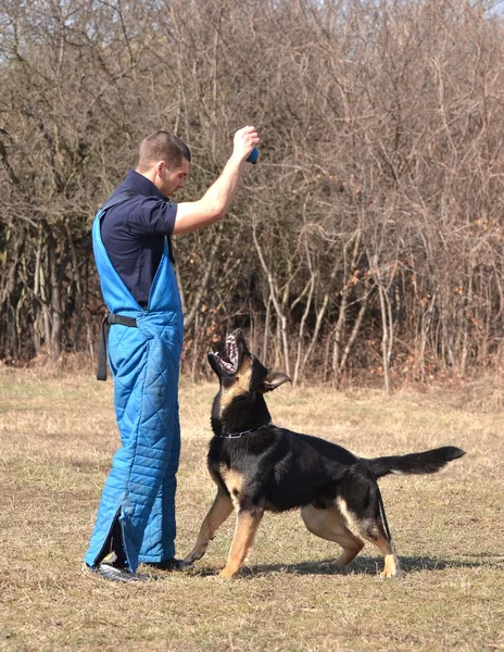 Duitse herder - hond op een hond training center — Stockfoto