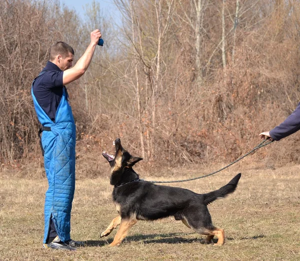 Německý ovčák - pes v dog training center — Stock fotografie