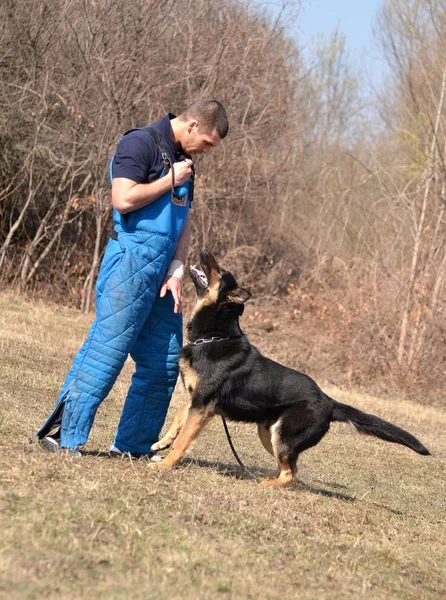 Pastor alemán - perro en un centro de entrenamiento para perros —  Fotos de Stock