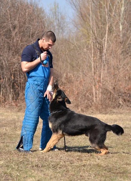 ドイツ シェパード犬犬トレーニング センター — ストック写真