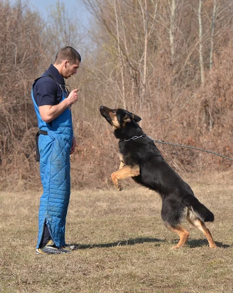 Owczarek niemiecki - pies w centrum szkolenia psów — Zdjęcie stockowe