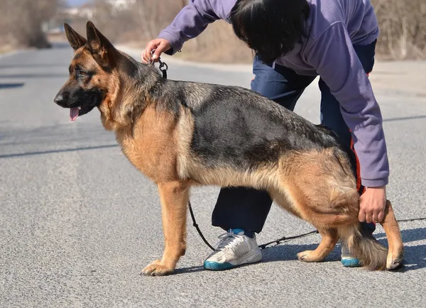 Pastor alemán - perro en un centro de entrenamiento para perros — Foto de Stock