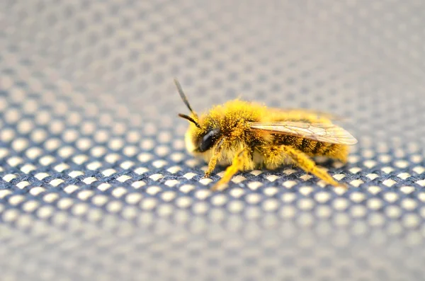 Bee makro — Stockfoto