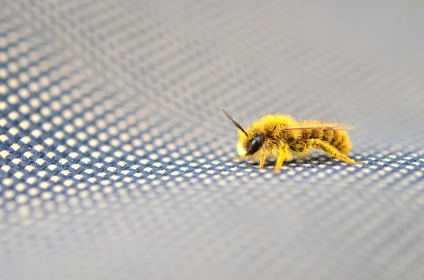 Bee makro — Stockfoto