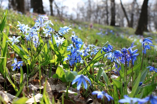 Красивые голубые весенние цветы — стоковое фото