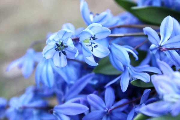 美丽的蓝色春天的花朵 — 图库照片