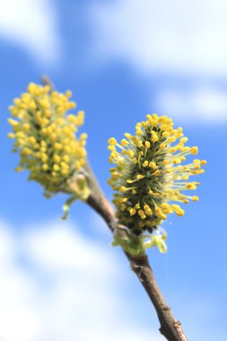 güzel bahar söğüt dalları