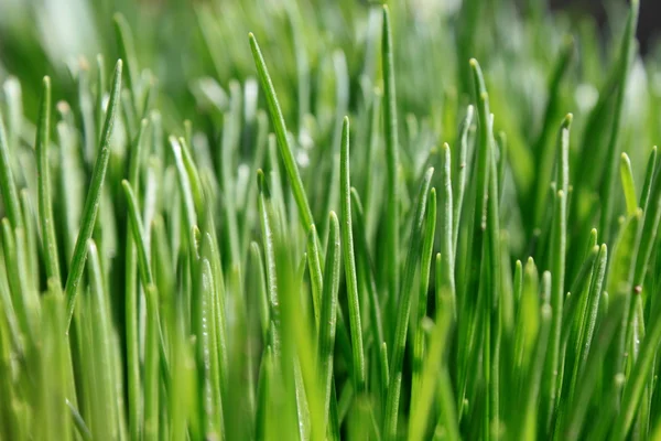 stock image Green grass