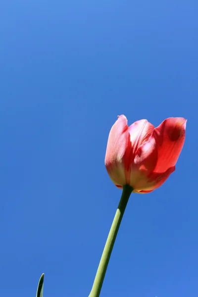 Beautiful red tulips against blue sky — Stock Photo, Image