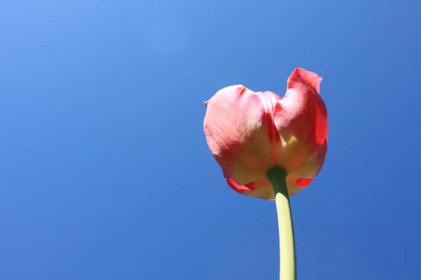 Beautiful red tulips against blue sky — Stock Photo, Image