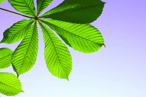 Vackra gröna blad av kastanj — Stockfoto