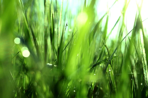 Zielona trawa z rosą rano — Zdjęcie stockowe